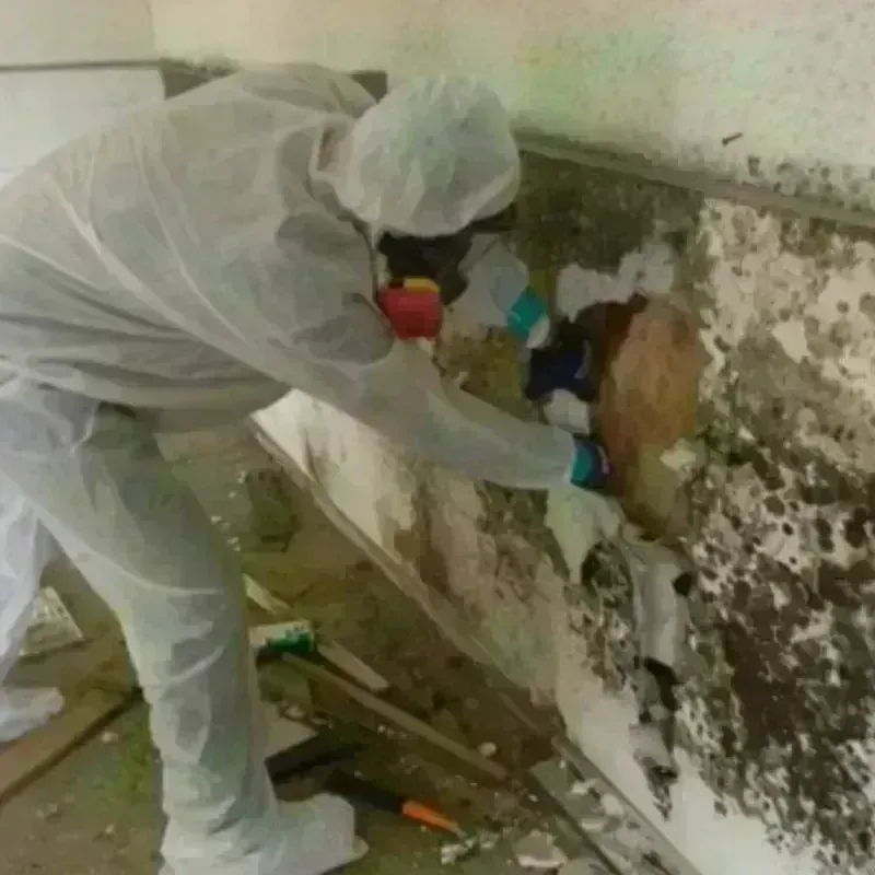 Mold Remediation and Removal in Monticello, MS